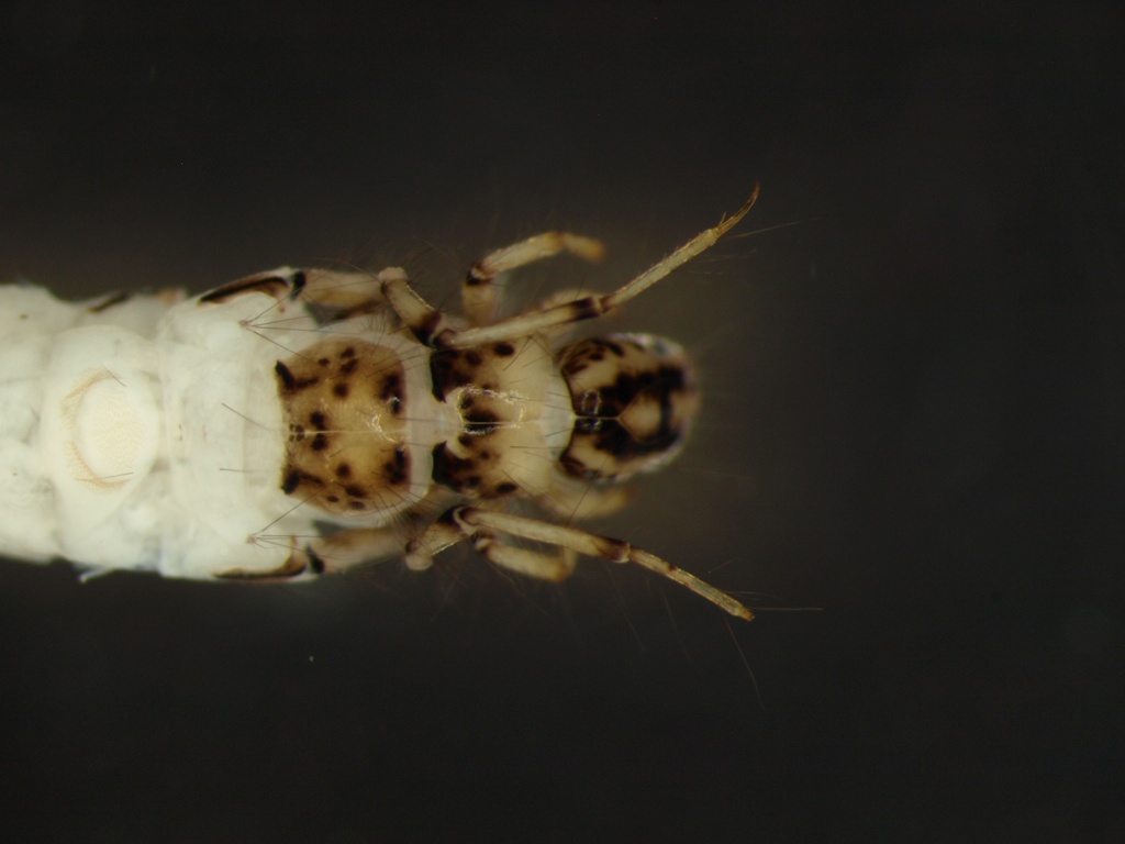 Athripsodes aterrimus